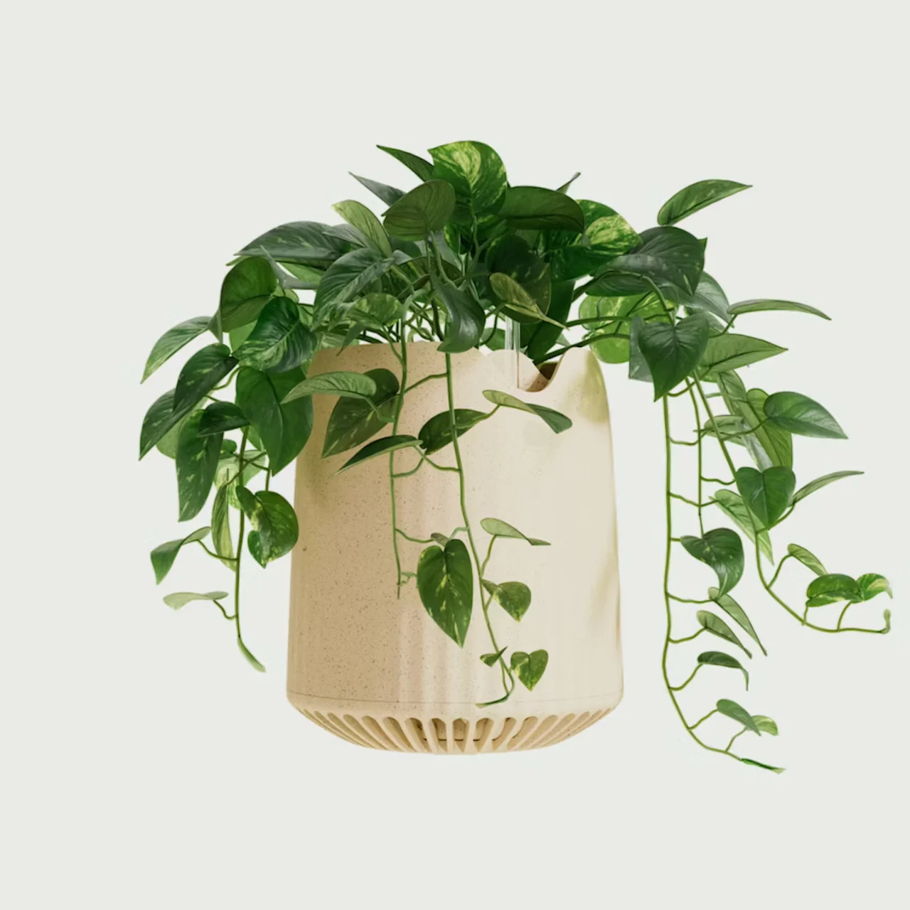 Neoplant air purifying plant